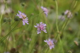 Scabiosa columbaria Duifkruid bestellen